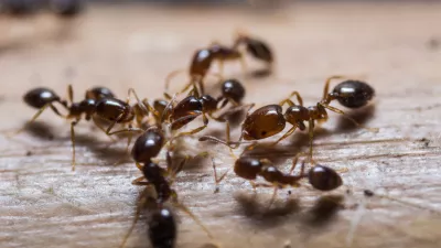 Close up of red imported fire ants (Solenopsis invicta) or simply RIFA
