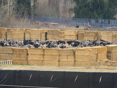 Ostriches are corralled near the Universal Ostrich Farms in Edgewood, B.C., after the Supreme Court of Canada declined to hear the farm's appeal against an order to cull more than 300 of its ostriches on Thursday, Nov. 6, 2025. (Aaron Hemens/The Canadian Press via AP)