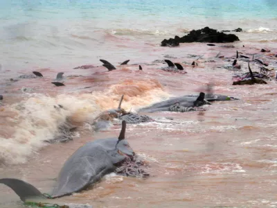 In this picture provided by the Institute of Marine Science water turns red with blood as dolphins lie on the shore in Zanzibar, Saturday, April 29, 2006. Scientists worked Saturday to determine why hundreds of dolphins were stranded in shallow waters and later washed up dead along the shore of a popular tourists destination in Zanzibar's northern coast. Villagers and fishermen buried the remains of some 400 bottleneck dolphins _ which live in deep offshore waters _ whose carcasses washed up on Friday along a 4-kilometer (2.5-mile) stretch between Kendwa and Nungwi. (AP Photo/Institute of Marine Science, University of Dar es Salaam)