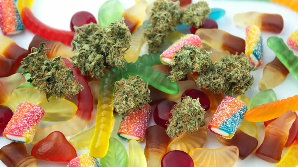 Dried medical marijuana buds lie among gummies of various shapes and flavors. On a cold white background