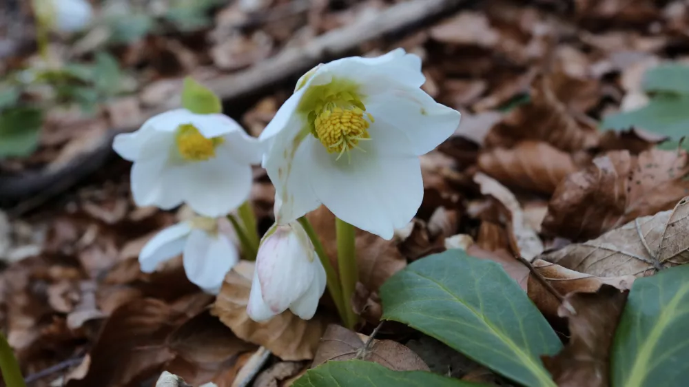 Kukurijekrr 27.02.2019., Crni Lug - Kukurijek, cvijet koji cvjeta krajem zime u Gorskom kotaru. rrPhoto: Goran Kovacic/PIXSELL 