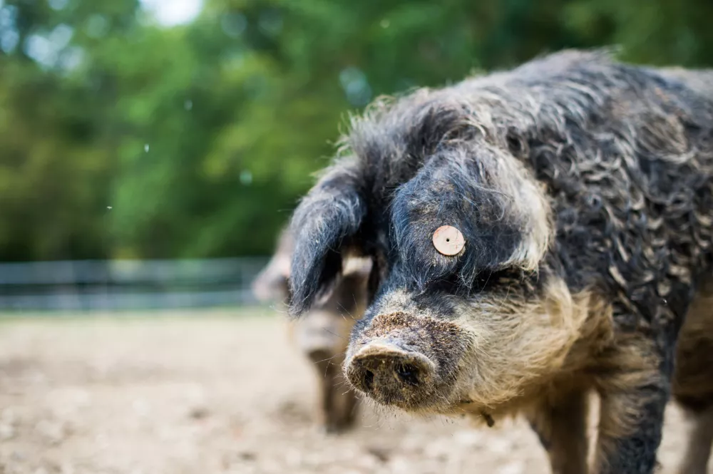 Izmera prašiča v novi preobleki: Koline kot kulinarični spektakel