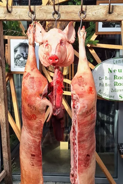 Izmera prašiča v novi preobleki: Koline kot kulinarični spektakel