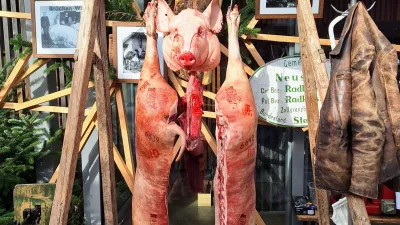 Izmera prašiča v novi preobleki: Koline kot kulinarični spektakel