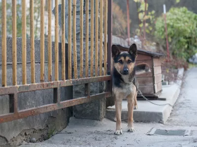 ﻿- 17.11.2015 - simbolična fotografija - pes na verigi - vrvica -   //FOTO: Maja Marko
