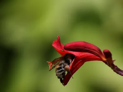 Čebela, roža. Foto: Profmedia