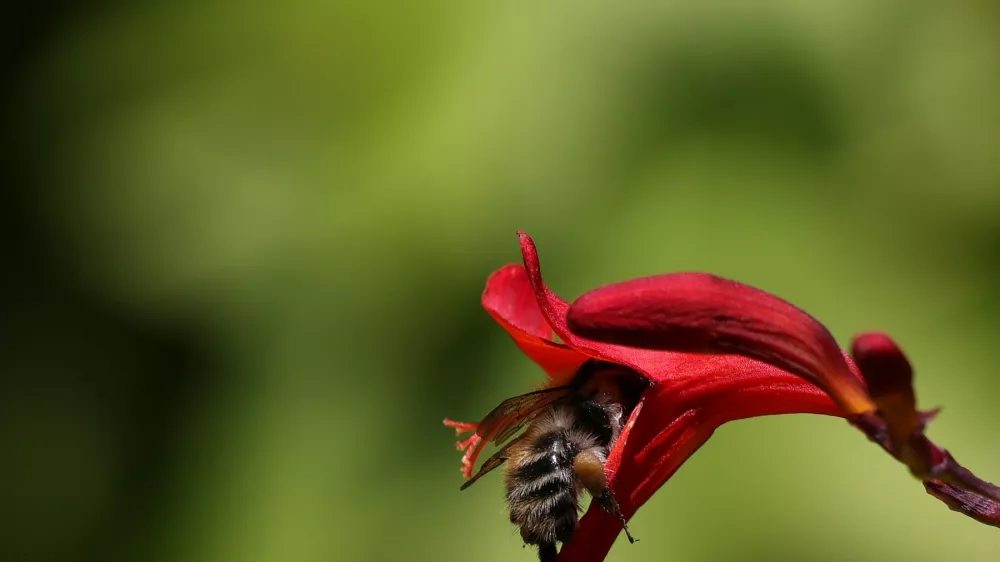 Čebela, roža. Foto: Profmedia