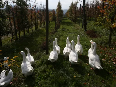 ﻿gosi - goske- 22.10.2018 – Kmetijski inštitut – sadovnjak Brdo pri Lukovici - poskusni nasad in del nasada namenjen preizkušanju novejših sort jablan //FOTO: Luka Cjuha / Foto: Luka Cjuha