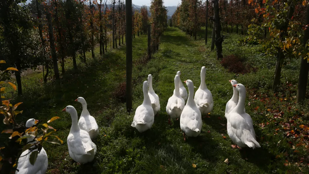 ﻿gosi - goske- 22.10.2018 – Kmetijski inštitut – sadovnjak Brdo pri Lukovici - poskusni nasad in del nasada namenjen preizkušanju novejših sort jablan //FOTO: Luka Cjuha / Foto: Luka Cjuha