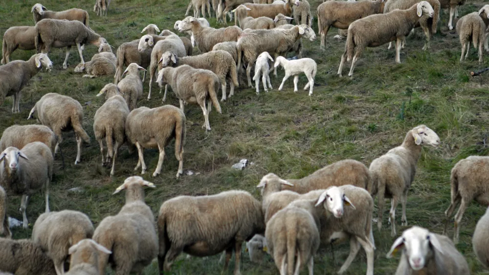 - ovčjereja in kozjereja - ovce - koze - //FOTO: Bojan Velikonja