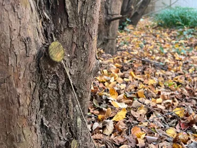 Fallen leaves cover the base of a row of trees at a garden in Long Island, N.Y., on Nov. 3, 2025. (Jessica Damiano via AP)