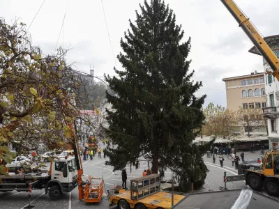 - Prešernov trg - Novoletna jelka Tina - postavljanje smreke namenjene decembrskemu in novoletnemu okrasu - ﻿- 20.11.2023 - Praznična okrasitev Ljubljane - priprave na Veseli December - božično novoletni sejem - prednovoletno okraševanje//FOTO: Jaka Gasar