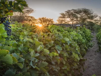 vinograd v Namibiji