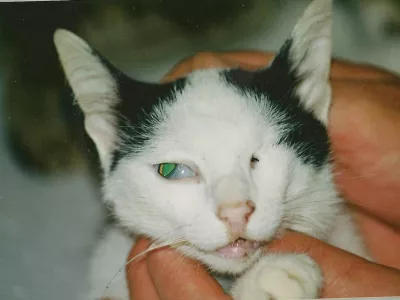 Poškodbe zlorabljene mačke