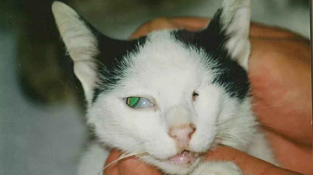 Poškodbe zlorabljene mačke