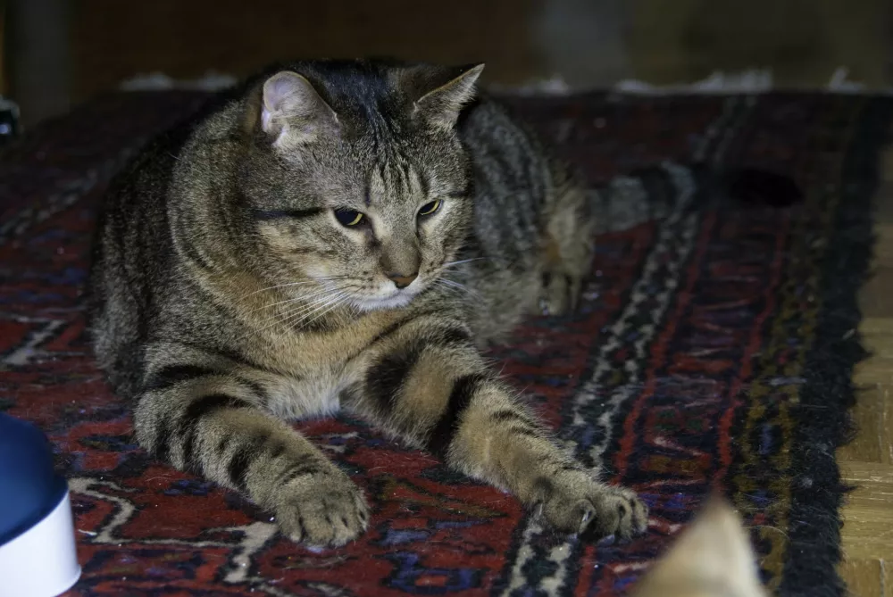 zavetisce zivali macke