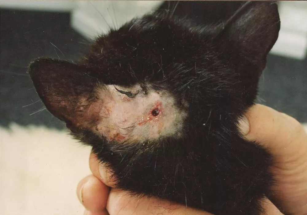 Poškodbe zlorabljene mačke