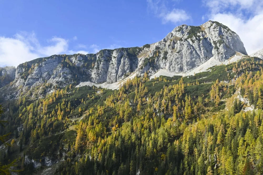 Ogradi gora / Foto: Franci Horvat