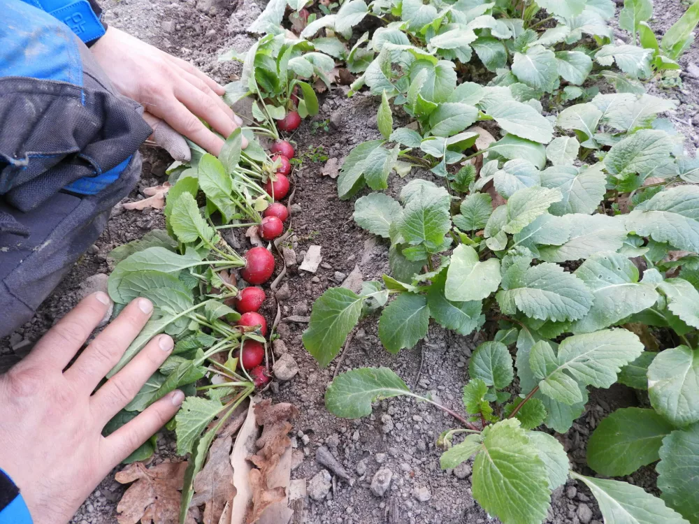 redkvica, kmetijstvo Čadež / Foto: Katja Petrovec