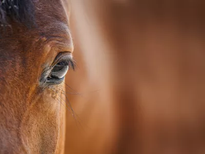 Konji učitelji posla