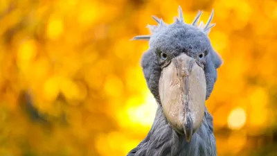 Abu Markub (Balaeniceps rex) / Foto: Istock