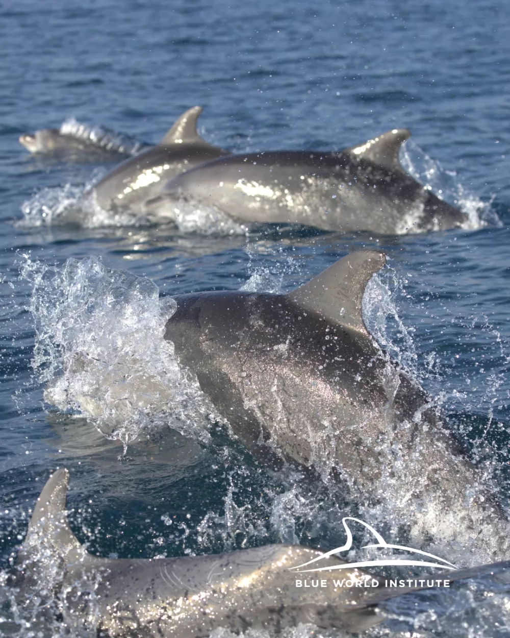 Inštitut Modri svet