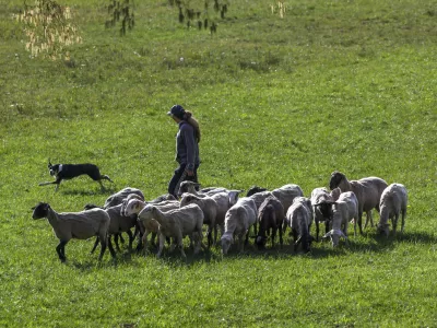 ovca ovce paša12.04.2025 - Ovčarska Spring Trial 2025 – Mednarodna tekma v pašnji ovac v Sloveniji - Klub pašnih psov Slovenije - pasma Border CollieFoto: Luka Cjuha