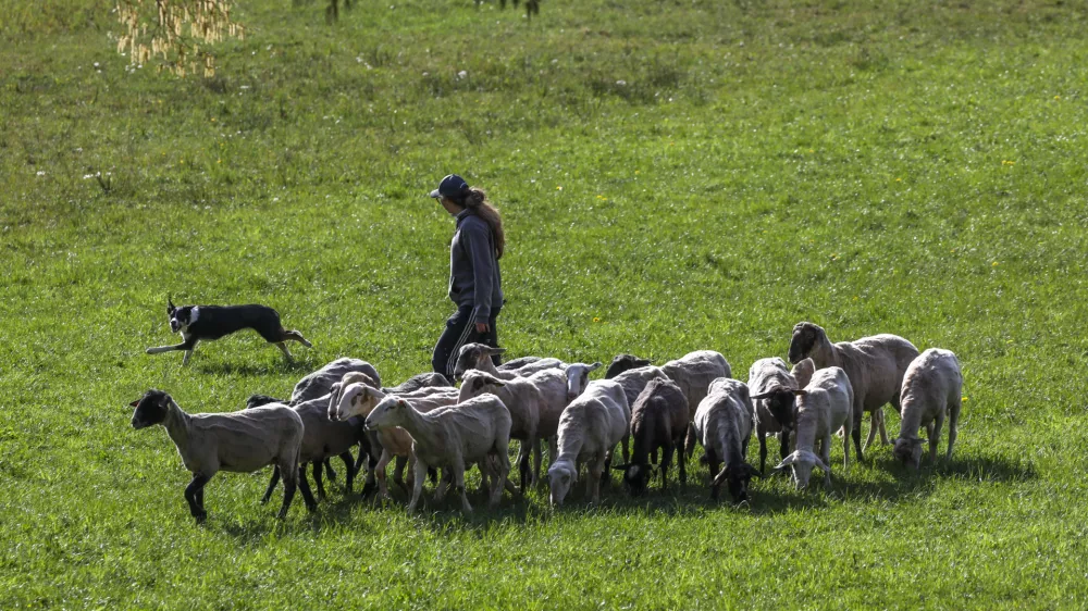 ovca ovce paša12.04.2025 - Ovčarska Spring Trial 2025 – Mednarodna tekma v pašnji ovac v Sloveniji - Klub pašnih psov Slovenije - pasma Border CollieFoto: Luka Cjuha
