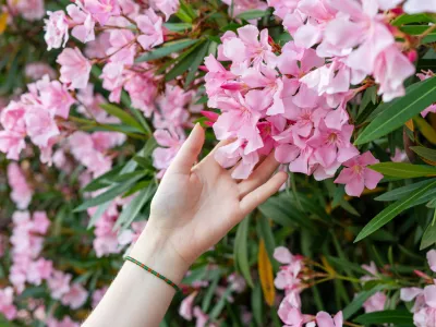 Ta rastlina je naravnost čudovita, toda …