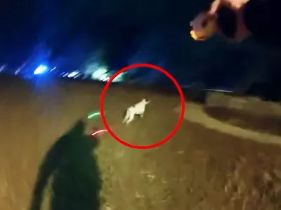 Zajem slike s posnetka, na katerem se vidi, da je policist ustrelil psa, ki ni bil nevaren. / Foto: Zajem Zaslona