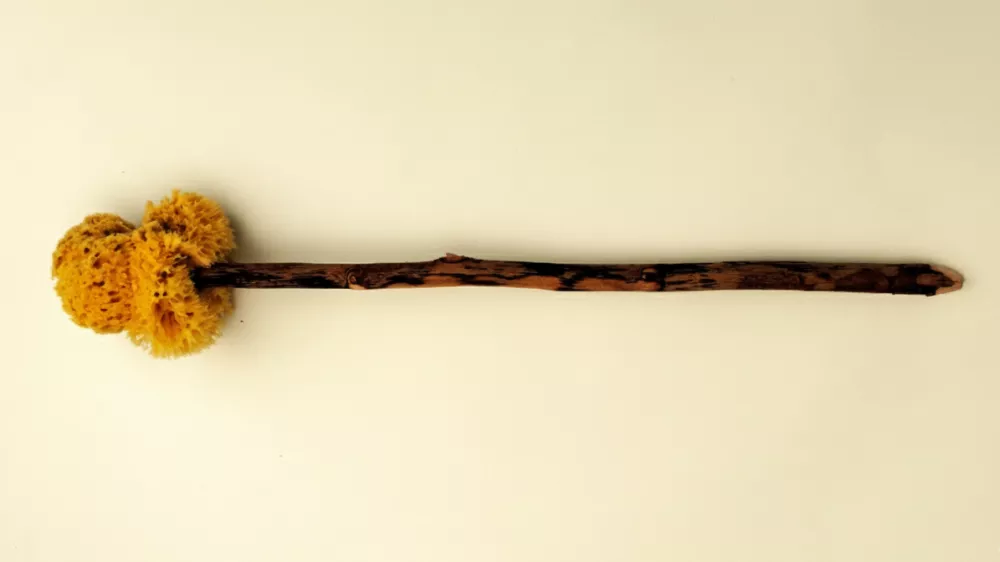 Primerek ksilospongija / Foto: Wikipedia/dickson Herdemerten