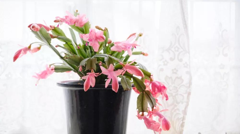 Beautiful cactus in the bay window