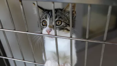 15.07.2025 - Zavetišče za zapuščene živali Ljubljana, GmajniceFoto: Luka Cjuha