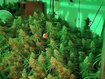 Na Vrhniki so zasegli večje količine konoplje. 