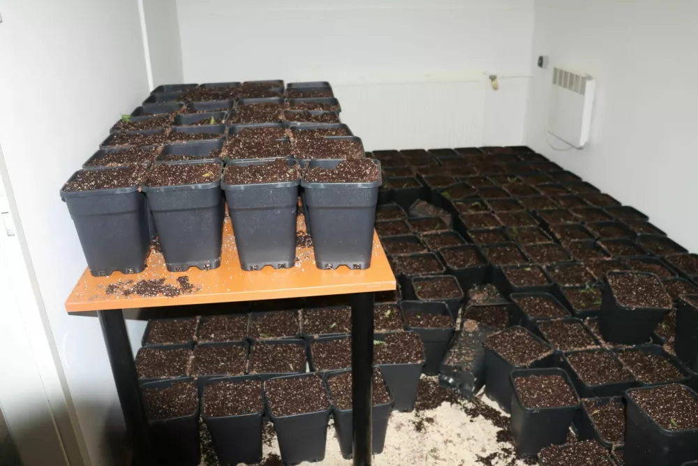 Policisti so v Trzninu zasegli več kot 250 sadik konoplje. 