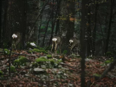 ﻿divjad - srne - srnjad - srna- 11.1.2014 - Lovišče z posebnim namenom (LPN) v območni enoti Snežnik - lovna površina - lovstvo - divjad//FOTO: Luka Cjuha / Foto: Luka Cjuha
