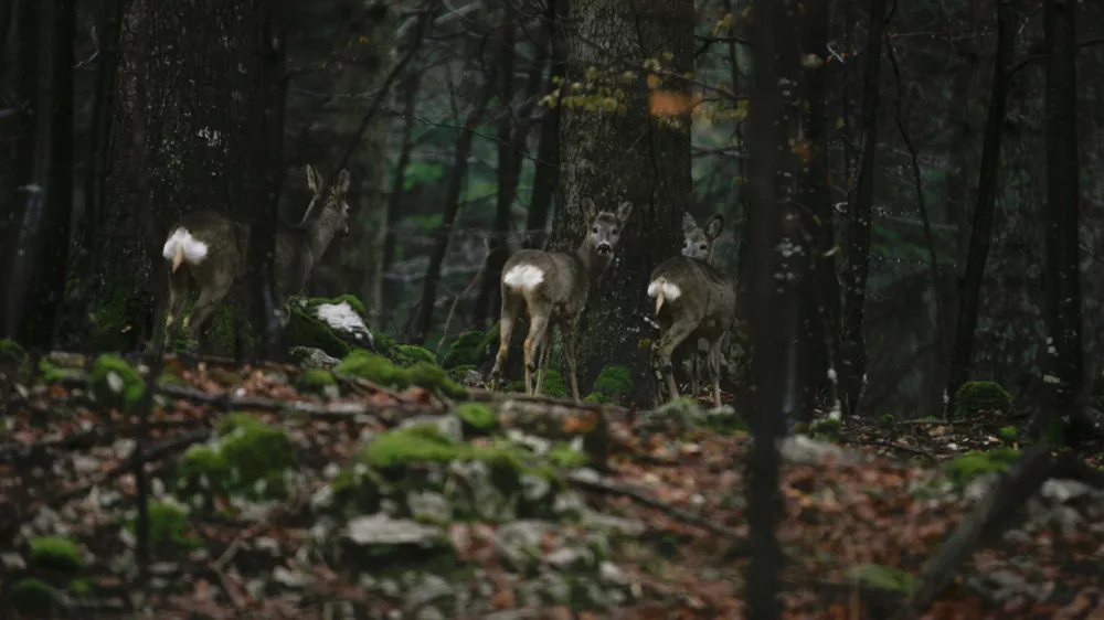 ﻿divjad - srne - srnjad - srna- 11.1.2014 - Lovišče z posebnim namenom (LPN) v območni enoti Snežnik - lovna površina - lovstvo - divjad//FOTO: Luka Cjuha / Foto: Luka Cjuha