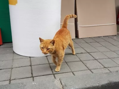 maček, potepuška mačka, mačke, mačka