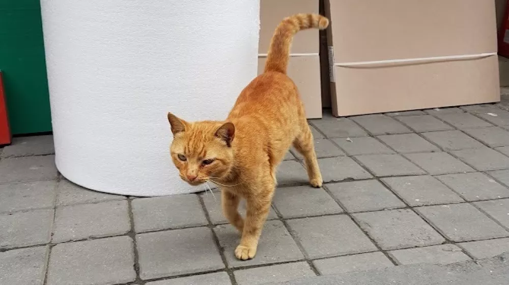 maček, potepuška mačka, mačke, mačka