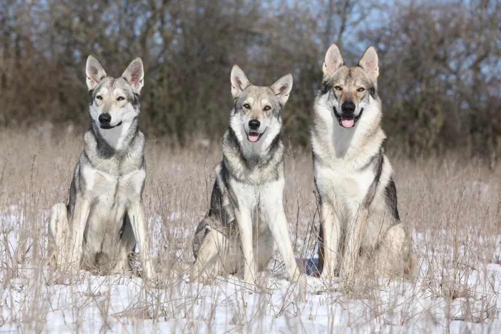 Saarloos and Czechoslovakian wolfdog in winter