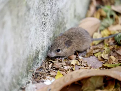 Pri nizkih temperaturah rade pobegnejo bliže človeku. / Foto: Istock