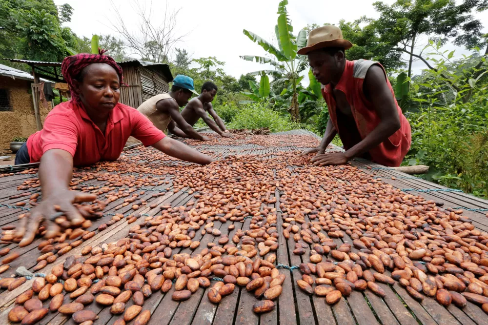 ﻿FILE PHOTO: People work with cocoa beans in Enchi June 17, 2014.    REUTERS/Thierry Gouegnon/File Photo