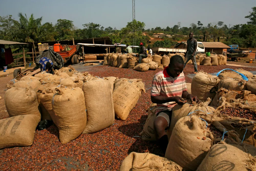 ﻿FILE PHOTO: Men work on sacks of cocoa beans in Kahin village at the edge of Scio forest reserve in Duekoue, Ivory Coast February 9, 2018. REUTERS/Luc Gnago/File Photo