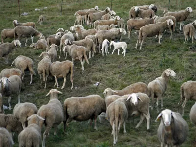 - ovčjereja in kozjereja - ovce - koze - //FOTO: Bojan Velikonja