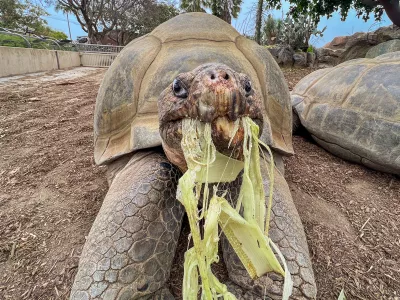 This photo provided by the San Diego Zoo Wildlife Alliance shows Gramma, a Galapagos tortoise and the oldest animal at the San Diego Zoo, eating a banana stalk at the San Diego Zoo in San Diego, May 17, 2023. (San Diego Zoo Wildlife Alliance via AP)