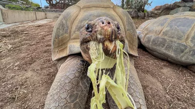 This photo provided by the San Diego Zoo Wildlife Alliance shows Gramma, a Galapagos tortoise and the oldest animal at the San Diego Zoo, eating a banana stalk at the San Diego Zoo in San Diego, May 17, 2023. (San Diego Zoo Wildlife Alliance via AP)