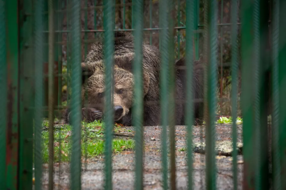 Bled, Slovenia | 2025 11 25 | Rescue of Bear Mici from private keeping in Slovenia. A FP team and veterinarian Marc Gölkel immobilize the bear to load her into the transport crate. She will be transferred to BEAR SANCTUARY Arbesbach in Austria.