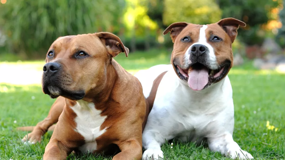 Two American Staffordshire terriers lying on the grass. / Foto: Hamikus