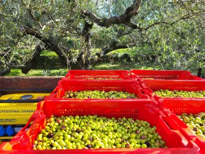 oljke oljčnik Koper / Foto: Katja Gle&scaron;čič 