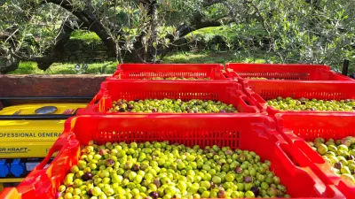 oljke oljčnik Koper / Foto: Katja Gleščič 